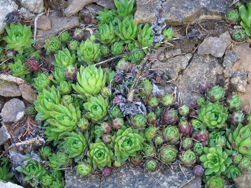10x sempervivum hauswurz - 10x,
