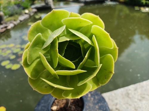 Aeonium arboreum topf - arboreum, groß