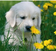 Kühlschrank - Magnet: ein