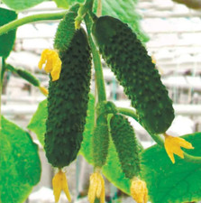 50 Gurkensamen Artist F1