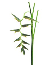 artplants Deko Blume Heliconia