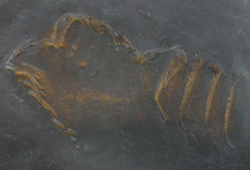 Devon  Häutungsrest eines Phacopiden Trilobit Hunsrückschiefer Bundenbach  W58-7