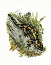 Feuersalamander Schwanzlurche Molche - Kunstdruck-Bild - 25,5 x 17,5 cm (e)