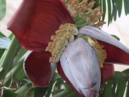 Samen bananen gigant natur - bananen,