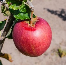Apfelbaum Idared - Obstbaum