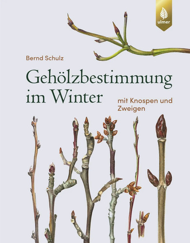 Gehölzbestimmung winter - im, |