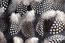 20 Perlhuhnfedern  Karneval