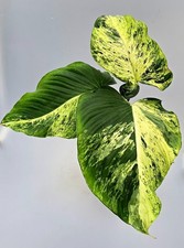 Große Homalomena Mint Marble