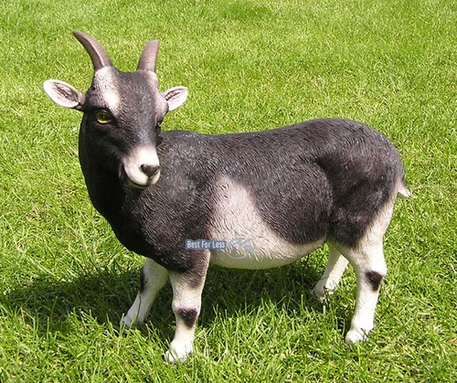 Zicklein ziege bergziege - zicklein,
