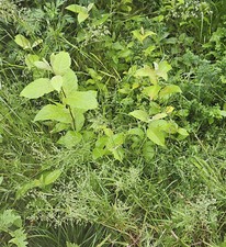 Weide, Sämling von Saalweide, später 10 m hoher Baum