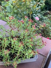 Crassula sarcocaulis Jungpflanze/Bonsai-Rohling