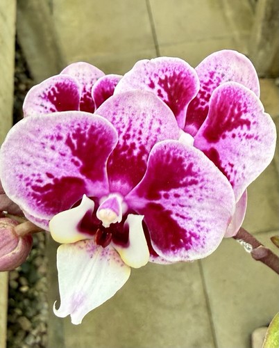 Phalaenopsis white cherry kiss - phalaenopsis,