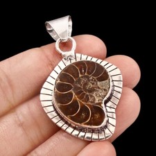 Natural Ammonite Fossil