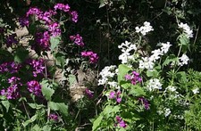 Foto 6x4 Ehrlichkeit (Lunaria