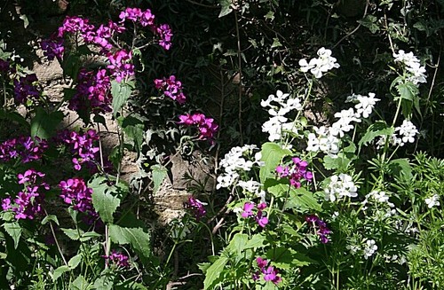 Foto 6x4 ehrlichkeit lunaria - ehrlichkeit, (lunaria