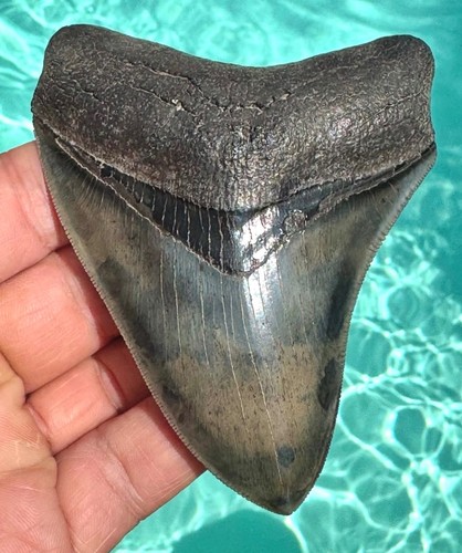 Fossiler haizahn megalodon - fossiler,