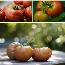 Brandywine  Black Fleischtomate Alte super Sorte  bis 400 g