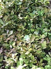 10 EICHEN BAUM SETZLINGE wurzelnackt Eiche Jungpflanzen Bäume Jungbaum Setzling