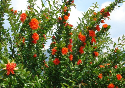 Punica granatum nana - x,