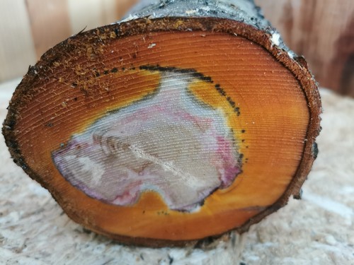 Pflaume drechselholz cm - drechselholz, 25×11