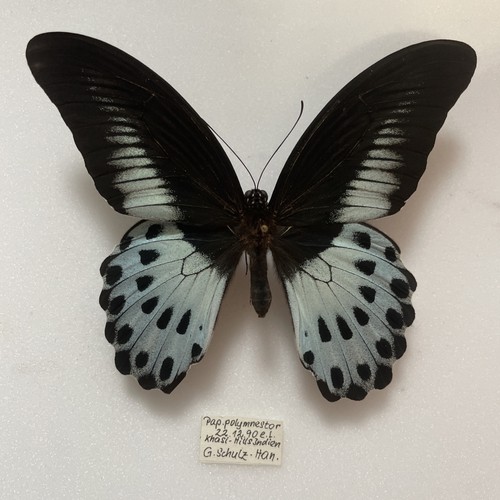 Entomologie*Papilio