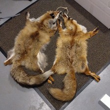 2 Stück natürliche echte rote Fuchsfelle top 