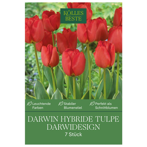 Kölles beste darwin tulpe - kölles,