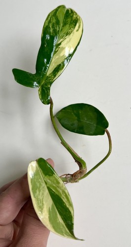 Philodendron florida beauty - philodendron,