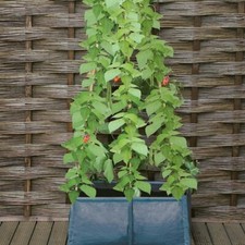 Pflanzsack Bohnenzelt Hochbeet