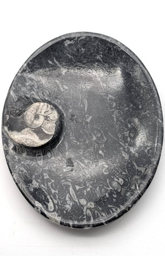 Sm0173 orthoceras - sm0173,