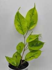 Ficus Benjamina Yellow Gold