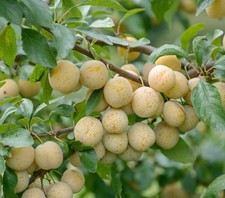 Mirabellenbaum bellamira - mirabellenbaum, `bellamira´