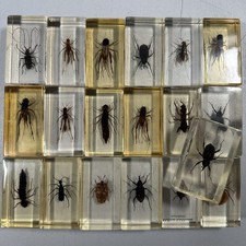 19x Insekten Epoxidharz Mini