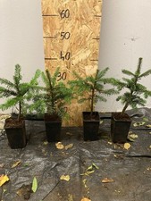 Nordmanntanne Weihnachtsbaum