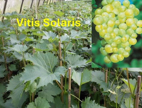 Vitis vinifera solaris kernlos - vinifera,