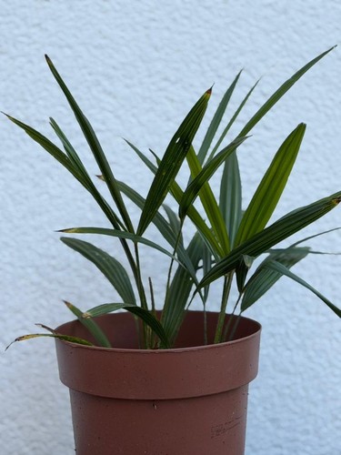 Chinesische hanfpalme - chinesische,
