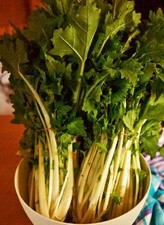 Stielmus Samen, Rübstiel, Sorte "Namenia", Cime di Rapa