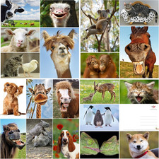 Tier-Postkarten-Set Lustige