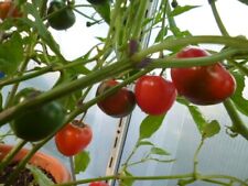 59 -verschiedene -unterschiedliche Chilisorten Chili  Samen  einzeln aussuchen