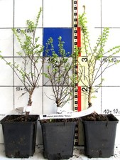 Ulmus parvifolia "Seiju" -