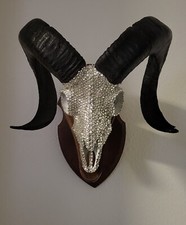  (echtes) Mufflon Gehörn  als Kunstobjekt