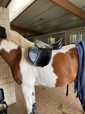 jorge canaves Springsattel , 16,5 Zoll, schwarz