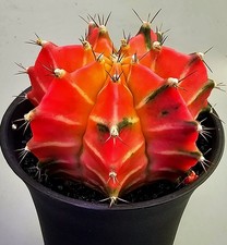  Sehr schöner Kräftiger