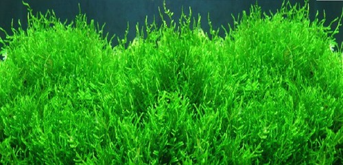 Javamoos für das aquarium - für,