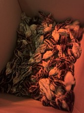 🐣Bruteier Wachteln