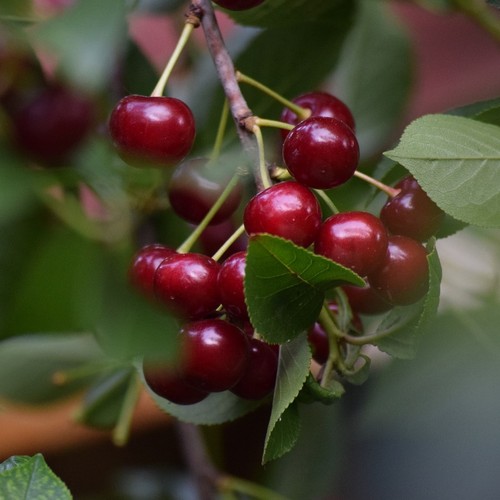 Karneol robuste saftreich - karneol, (r)