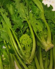 500 Samen Italienischer SPARGEL-BROKKOLI Stängelkohl Broccolini Brassica rapa