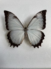 Entomologie*Morpho theseus