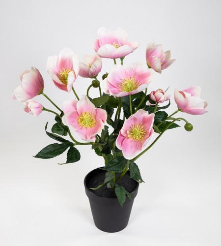 Christrosenbusch 36cm hellrosa