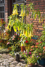 SAMEN Die Engelstrompete schöne Kübelpflanze mit gelben Blüten ein Blütenwunder